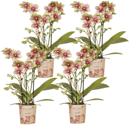Kolibri Orchids | Kombi-Angebot - 4 Orange-Gelbe Phalaenopsis Orchideen Mineral Grosseto - Ø9 cm
