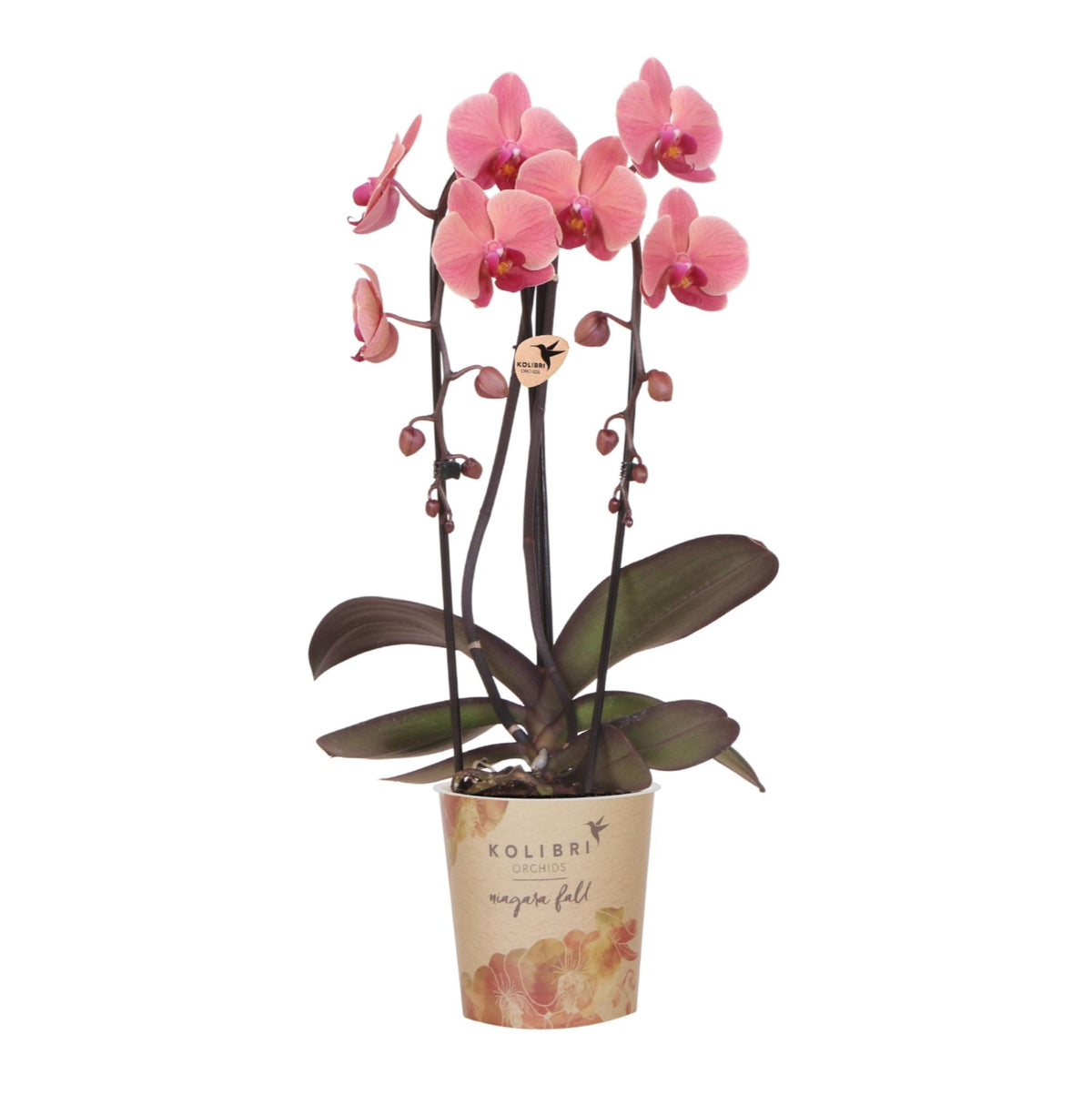 Kolibri Orchids | Lachsrosa Orchidee Topfgröße Ø12cm | Narbonne | Blühende Zimmerpflanze – Frisch vom Züchter