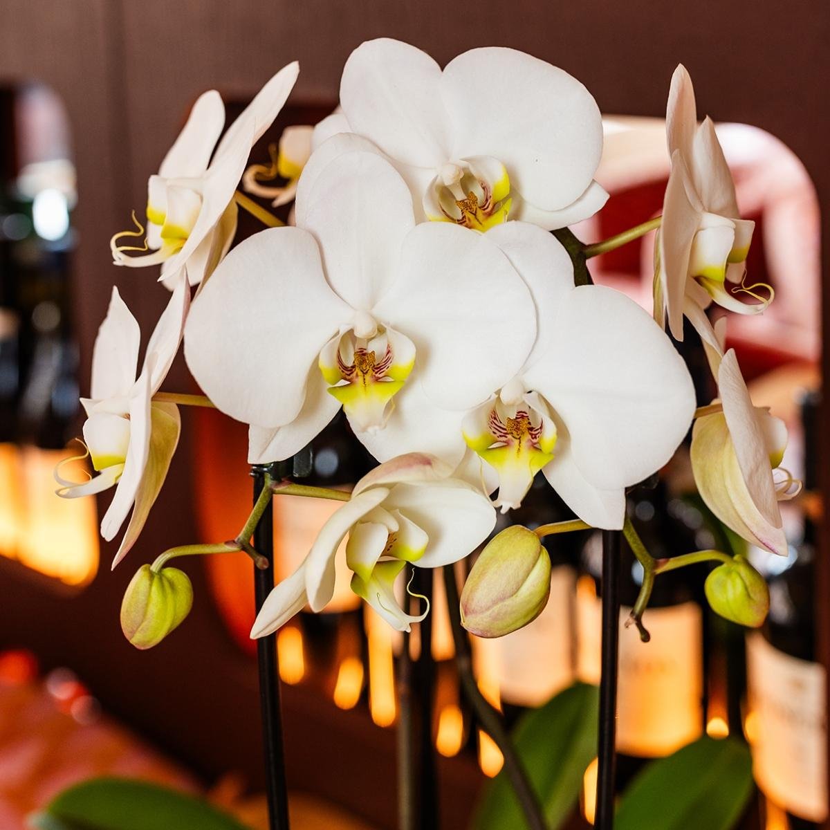 Kolibri Orchids | Weiße Phalaenopsis Orchidee - Niagara Fall White im Retro Übertopf Grün - Ø12 cm