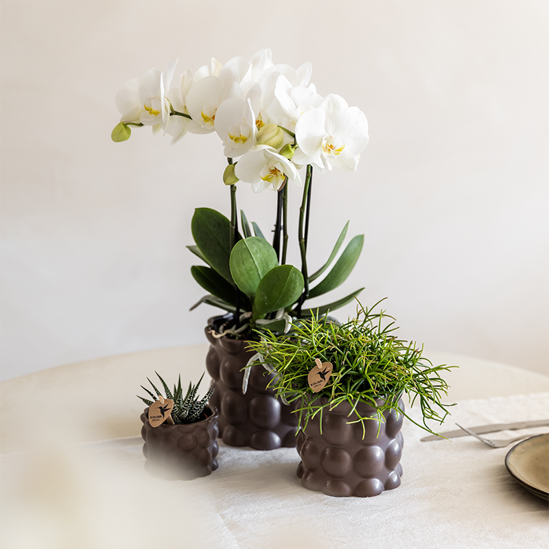 Pflanzenset Cotton Braun | Grüne Pflanzen mit Weißer Phalaenopsis-Orchidee Ghent in Keramischen Ziertöpfen