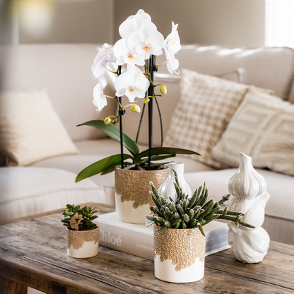 Set Bloom Sand