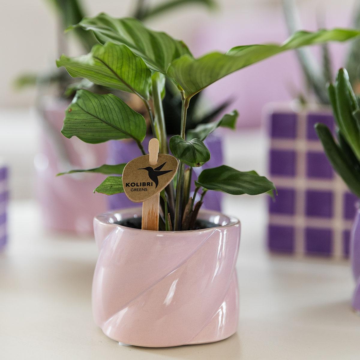 Kolibri Home | Candy Dekotopf - Pink - Ø6cm