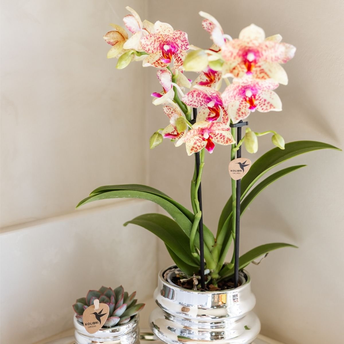 Kolibri Orchids | Kombi-Angebot - 4 Orange-Gelbe Phalaenopsis Orchideen Mineral Grosseto - Ø9 cm