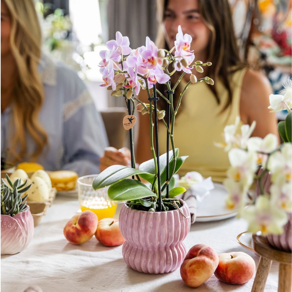 Kolibri Orchids | Geschenkset Horizon Rosa - Rosa Phalaenopsis Orchidee Mineral Antwerpen & Sukkulenten