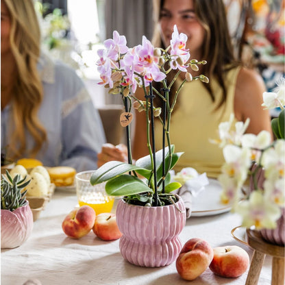 Kolibri Orchids | Geschenkset Horizon Rosa - Rosa Phalaenopsis Orchidee Mineral Antwerpen & Sukkulenten