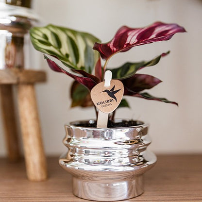 Kolibri Home | Chrome Doppel-Übertopf - Ø6cm