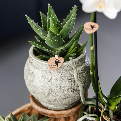 Kolibri Greens | Set mit 4 Sukkulenten - Grünpflanzen - Topfgröße Ø9cm