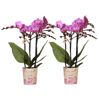 Kolibri Orchids | KOMBI-ANGEBOT mit 2 Phalaenopsis-Orchideen - Wien - Topfgröße Ø9cm | Blühende Zimmerpflanze - Frisch vom Züchter