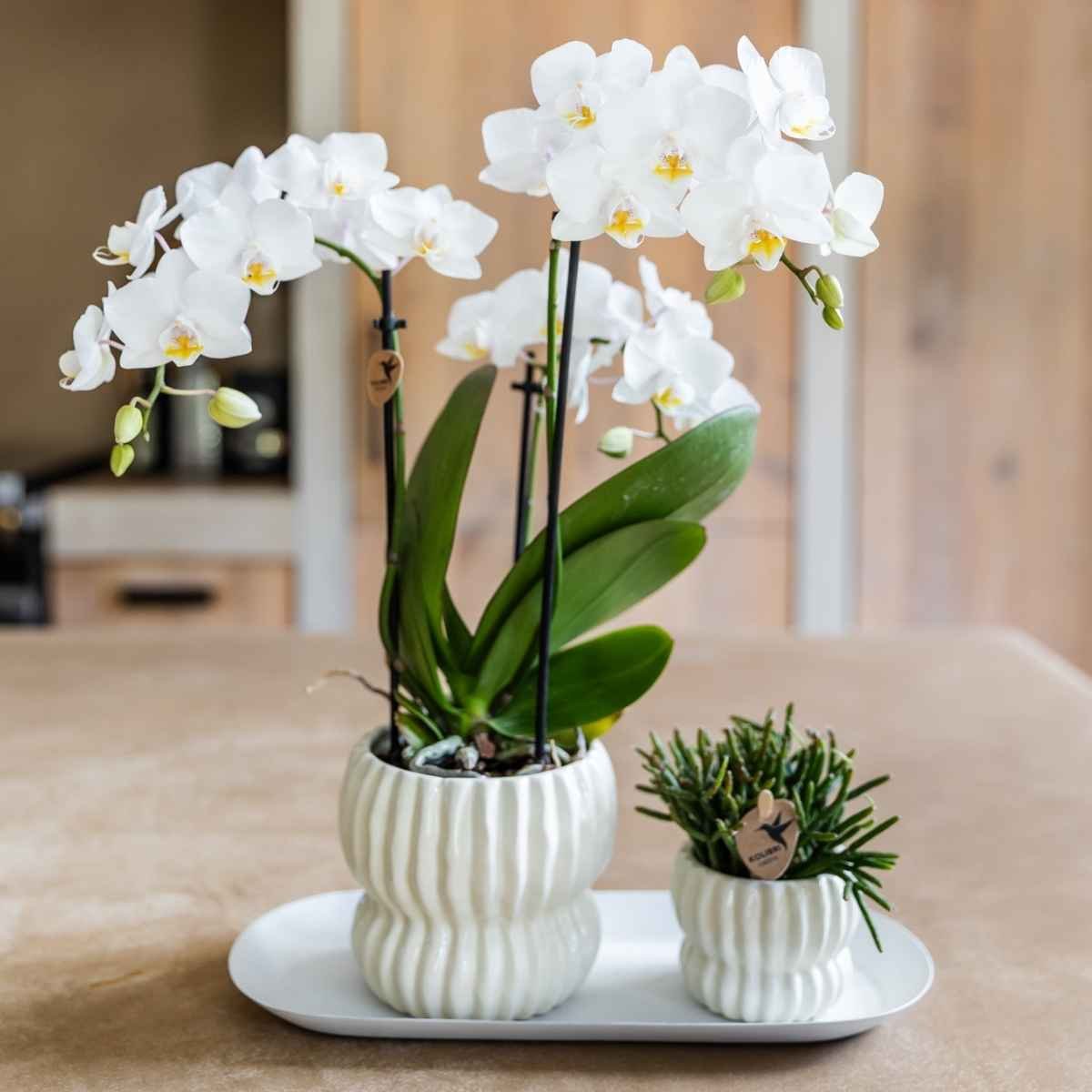 Kolibri Home | Horizon Übertopf - Weiß - ∅6cm