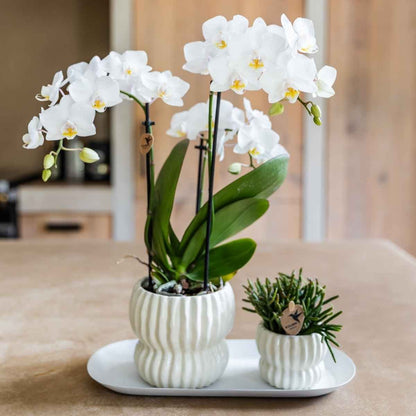 Kolibri Home | Horizon Übertopf - Weiß - ∅6cm