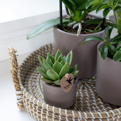 Kolibri Home | Dekorative Tablett - Weißes geflochtenes Tablett Ø30cm