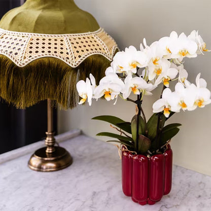 Kolibri Orchids | Kombi-Angebot - 2 Weiße Phalaenopsis Orchideen Blossom Lausanne - Ø9 cm