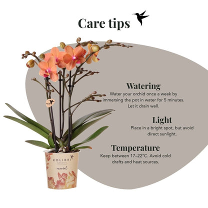 Kolibri Orchids | Geschenkset Desert Summer Weiß - Orange Phalaenopsis Orchidee Mineral Bolzano & Sukkulenten