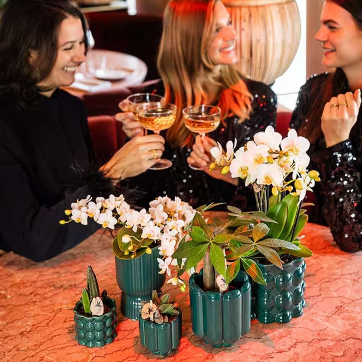 Kolibri Orchids | Kombi-Angebot - 2 Weiße Phalaenopsis Orchideen Botanic Nazare - Ø9 cm
