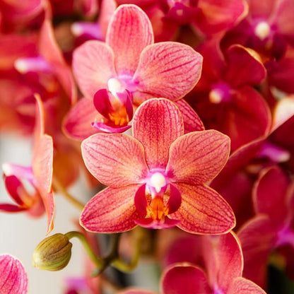 Kolibri Orchids | Pflanzenset Chrome - Rote Phalaenopsis Orchidee Blossom Congo & Sukkulente