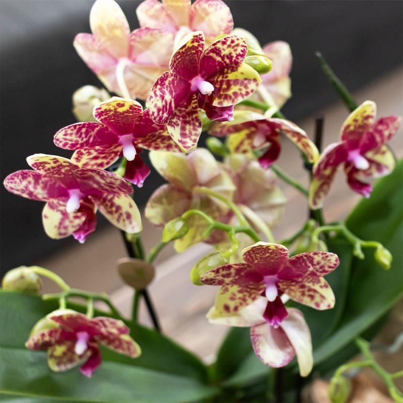 Kolibri Orchids | Orange Grosetto Orchidee mit orangefarbenem Poppy-Übertopf – Topfgröße Ø9 cm – frisch vom Züchter