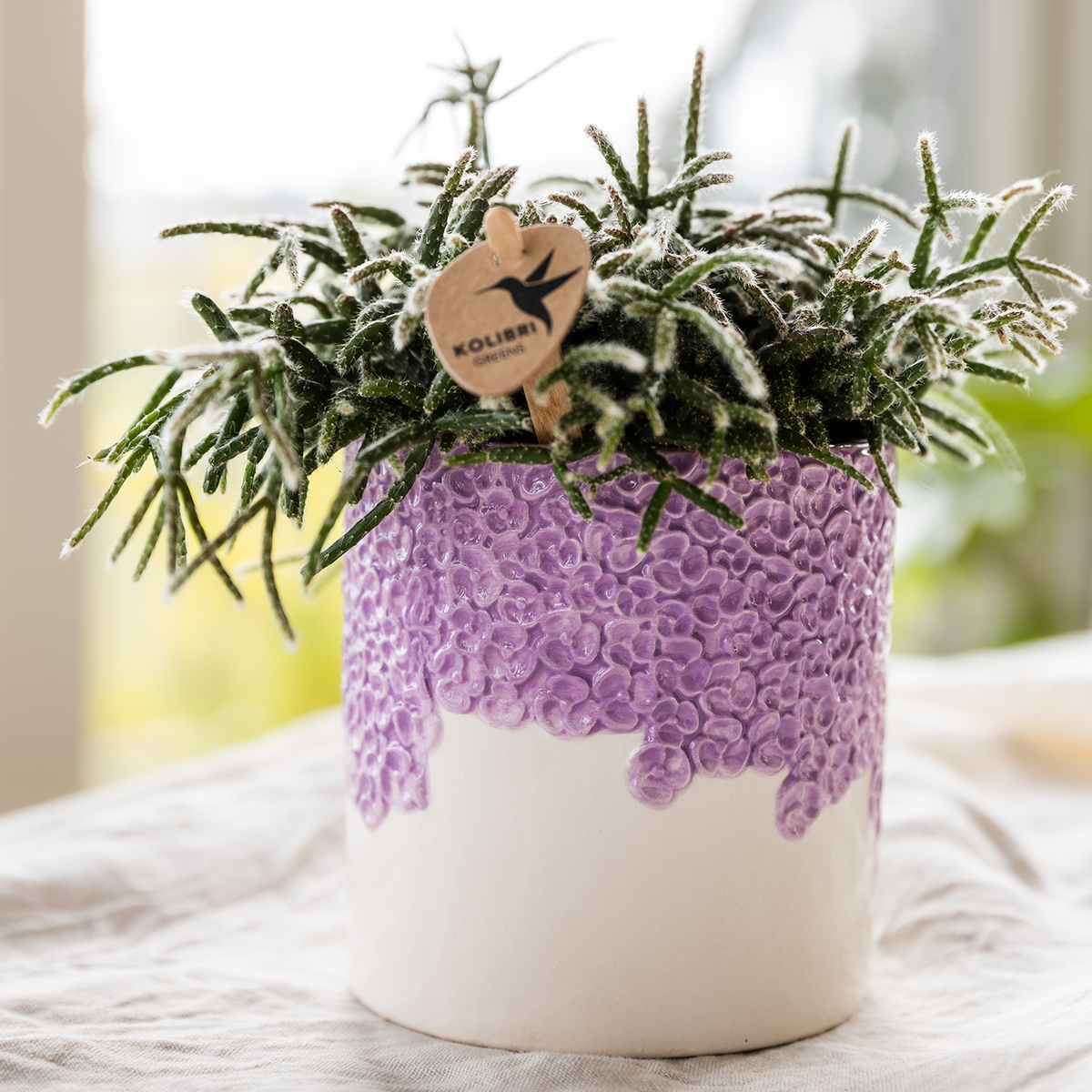 Kombi‑Deal | Bloom Lila Übertopf‑Set