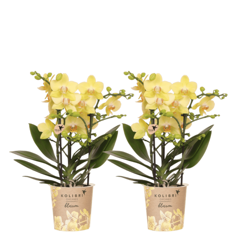Kolibri Orchids | Kombi-Angebot - 2 Gelbe Phalaenopsis Orchideen Blossom Albenga - Ø9 cm