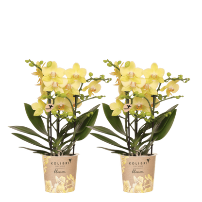 Kolibri Orchids | Kombi-Angebot - 2 Gelbe Phalaenopsis Orchideen Blossom Albenga - Ø9 cm