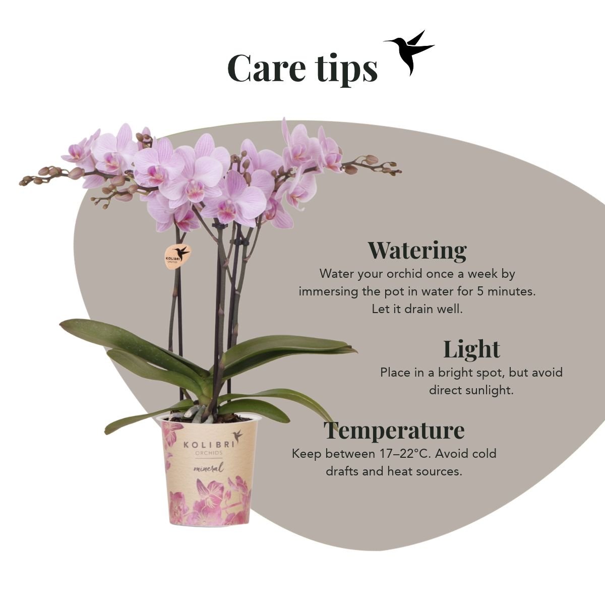 Kolibri Orchids | Rosa Phalaenopsis Orchidee - Mineral Chamberry - Ø9 cm