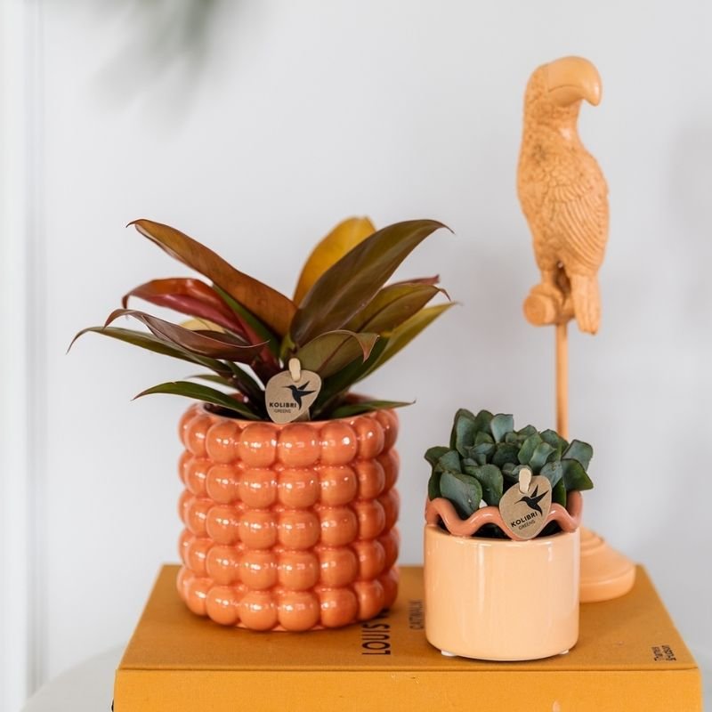 Kolibri Greens | Grünpflanze - Philodendron Ruby Red - Grüne Zimmerpflanze - Frisch vom Züchter - Ø9cm
