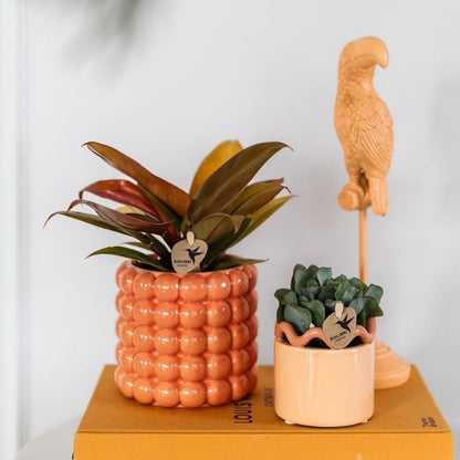 Kolibri Greens | Grünpflanze - Philodendron Ruby Red - Grüne Zimmerpflanze - Frisch vom Züchter - Ø9cm
