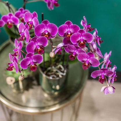 Kolibri Orchids | Lila Phalaenopsis Orchidee - Morelia - Topfgröße Ø9cm | blühende Zimmerpflanze - frisch vom Züchter