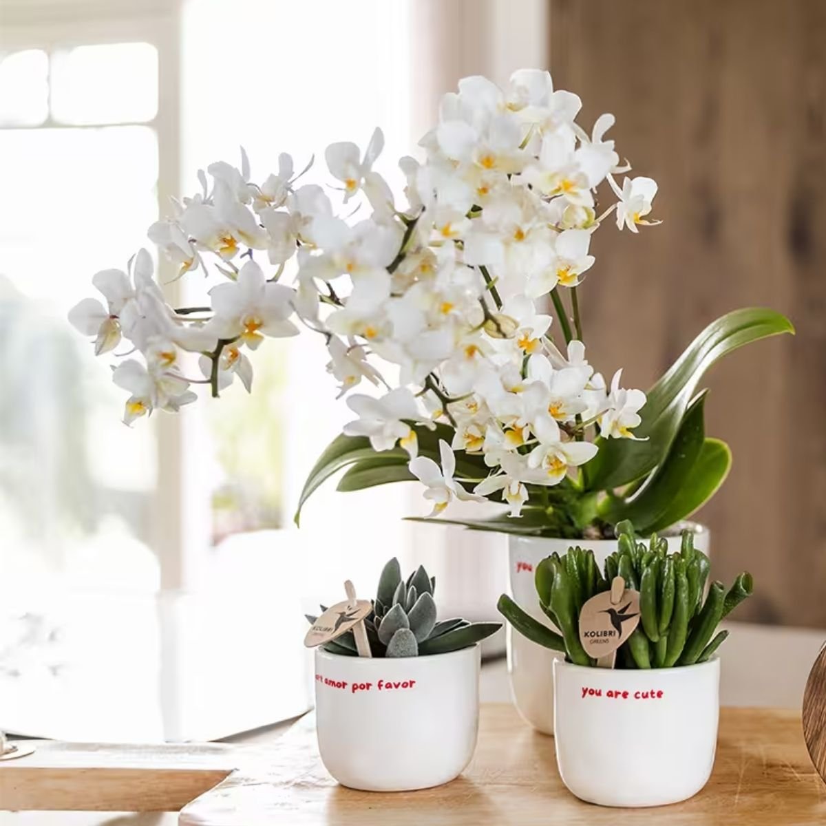Kolibri Home | You Are Cute Übertopf - Ø6cm