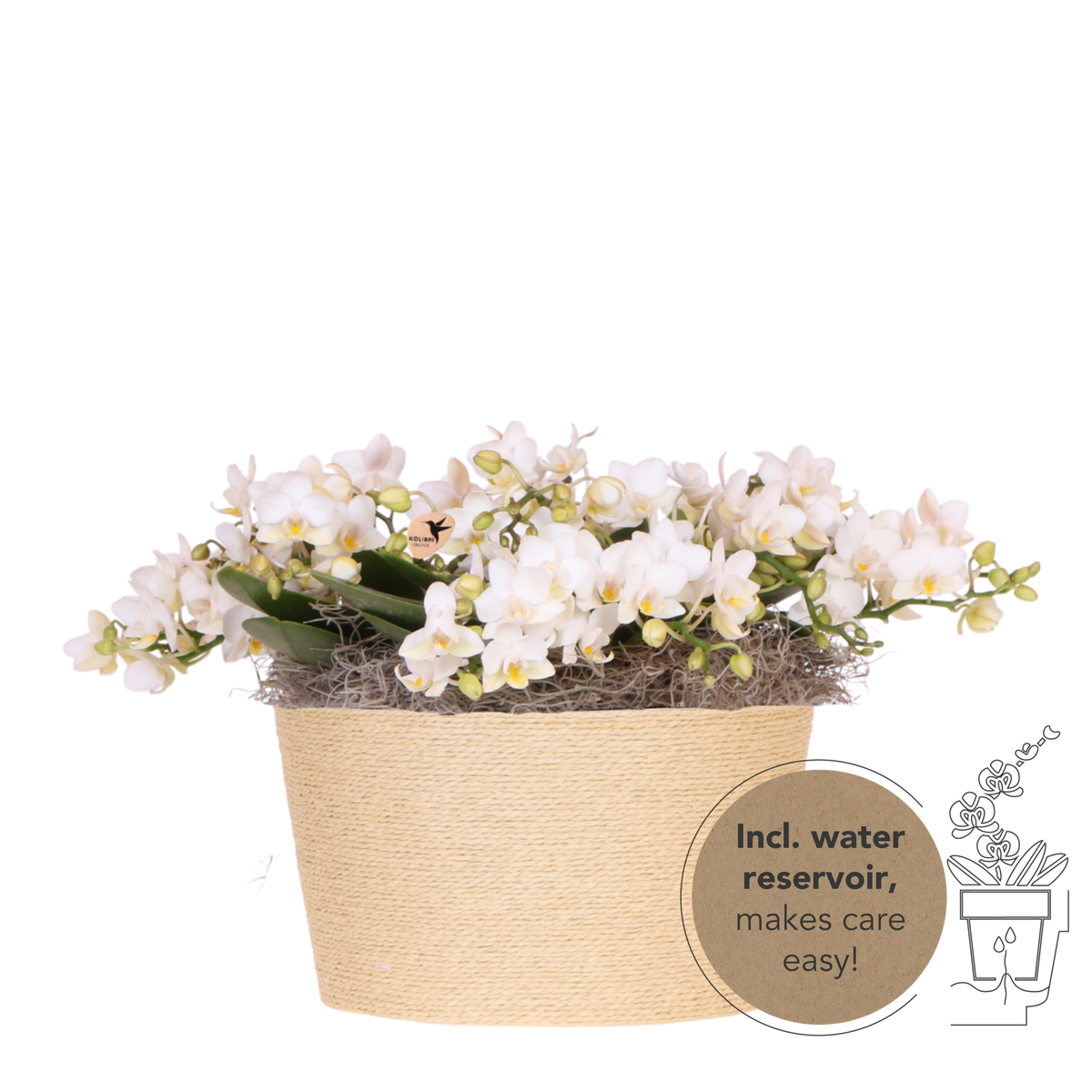 Kolibri Orchids | Weißes Jungle Bouquet Botanic Nazare im Reed Basket