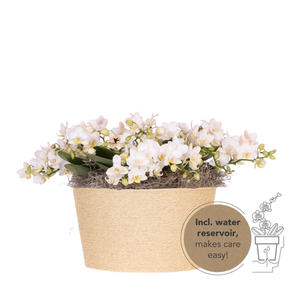 Kolibri Orchids | Weißes Jungle Bouquet Botanic Nazare im Reed Basket