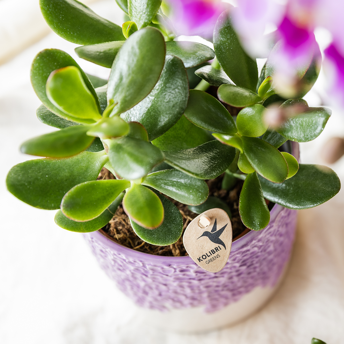 Kombi‑Deal | Bloom Lila Übertopf‑Set