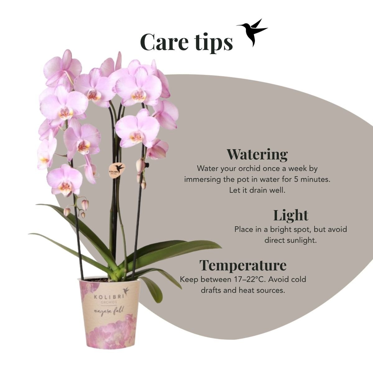 Kolibri Orchids | Kombi-Angebot - 2 Rosa Phalaenopsis Orchideen Niagara Fall Xanion - Ø12 cm