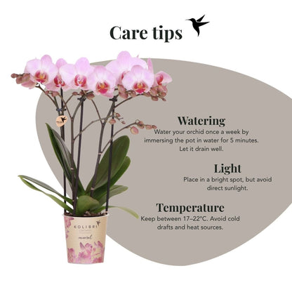 Kolibri Orchids | Kombi-Angebot - 2 Rosa Phalaenopsis Orchideen Mineral Antwerpen - Ø9 cm