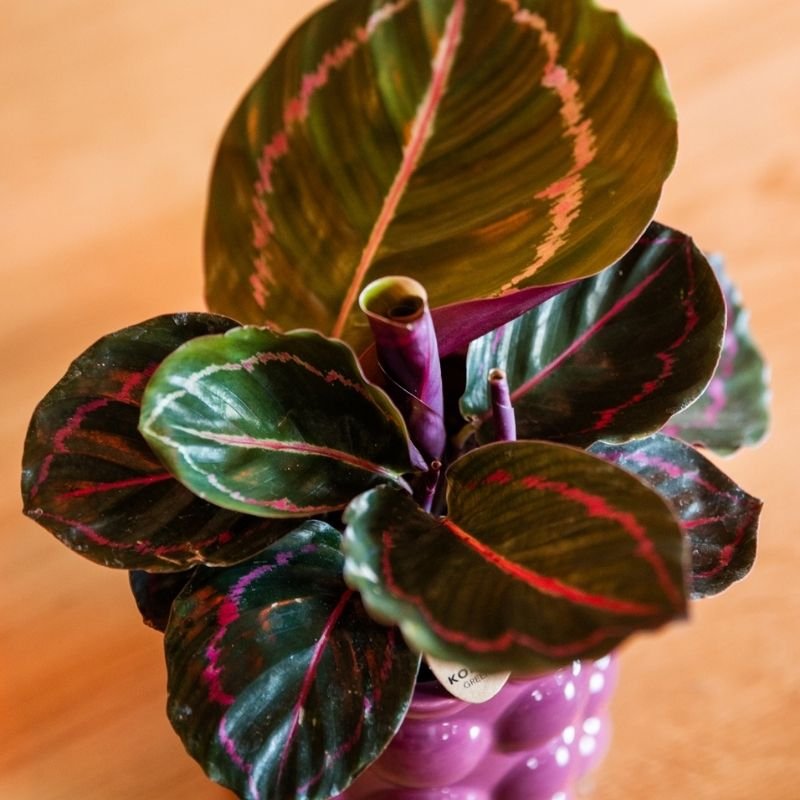 Kolibri Greens | Grünpflanze - Calathea Dottie - Grüne Zimmerpflanze - Frisch vom Züchter - Ø9cm