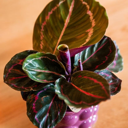 Kolibri Greens | Grünpflanze - Calathea Dottie - Grüne Zimmerpflanze - Frisch vom Züchter - Ø9cm