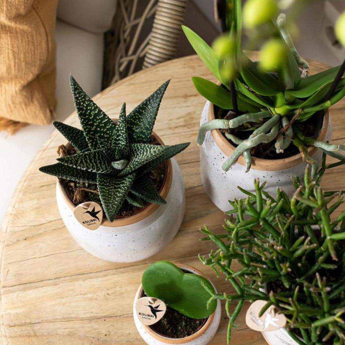 Kolibri Greens | Set mit 4 Sukkulenten - Grünpflanzen - Topfgröße Ø9cm