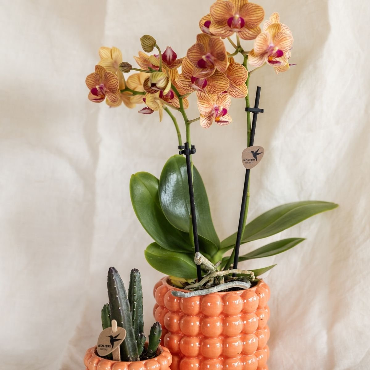 Kolibri Orchids | Kombi-Angebot - 4 Orange Phalaenopsis Orchideen Mineral Jamaica - Ø9 cm