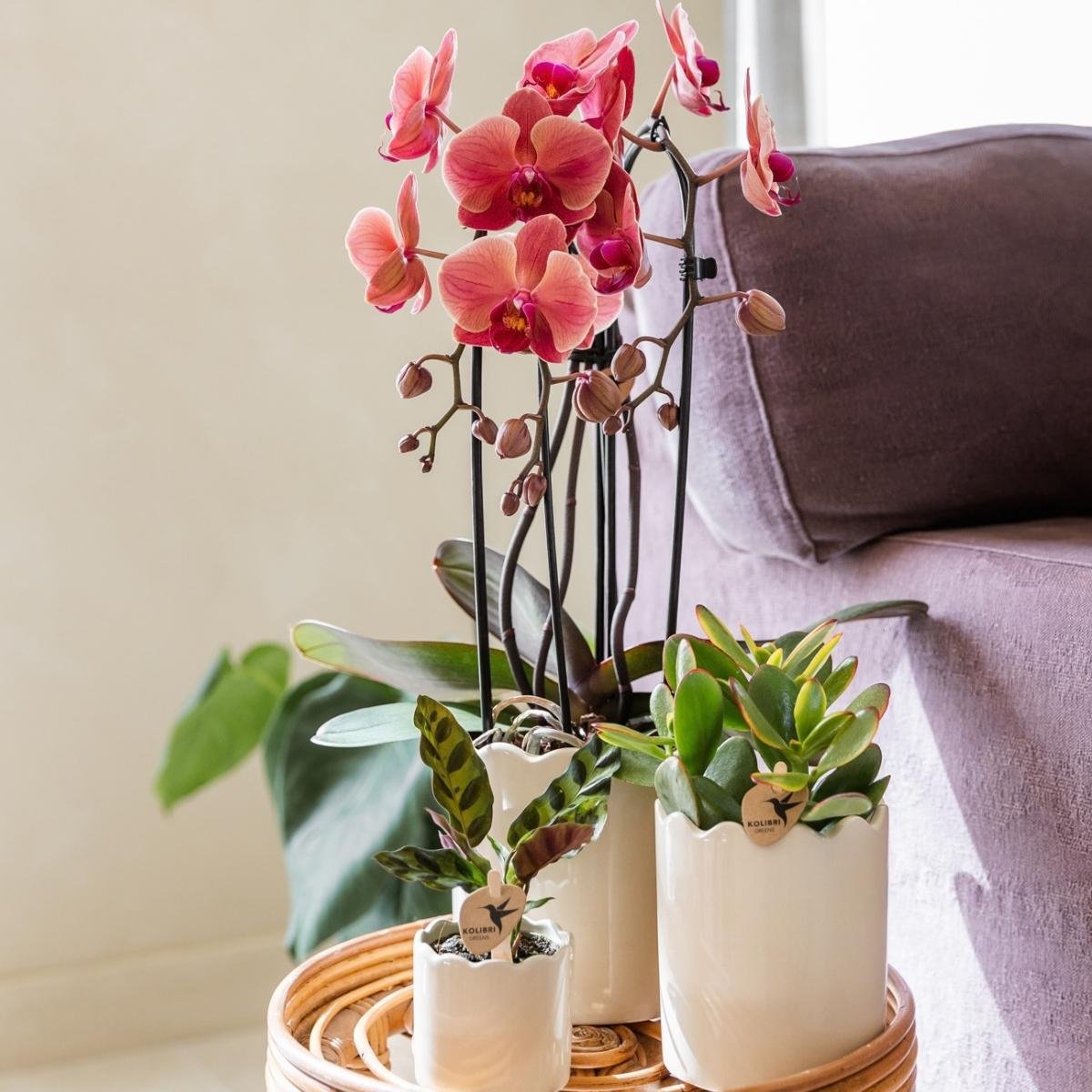 Kolibri Orchids | Kombi-Angebot - 4 Lachsrosa Phalaenopsis Orchideen Niagara Fall Narbonne - Ø12 cm