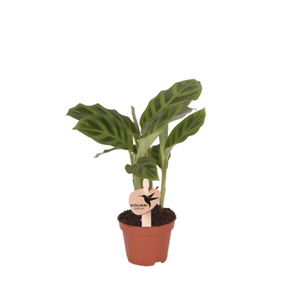 Kolibri Greens | Grünpflanze - Calathea Freddie - Grüne Zimmerpflanze - Frisch vom Züchter - Ø6cm