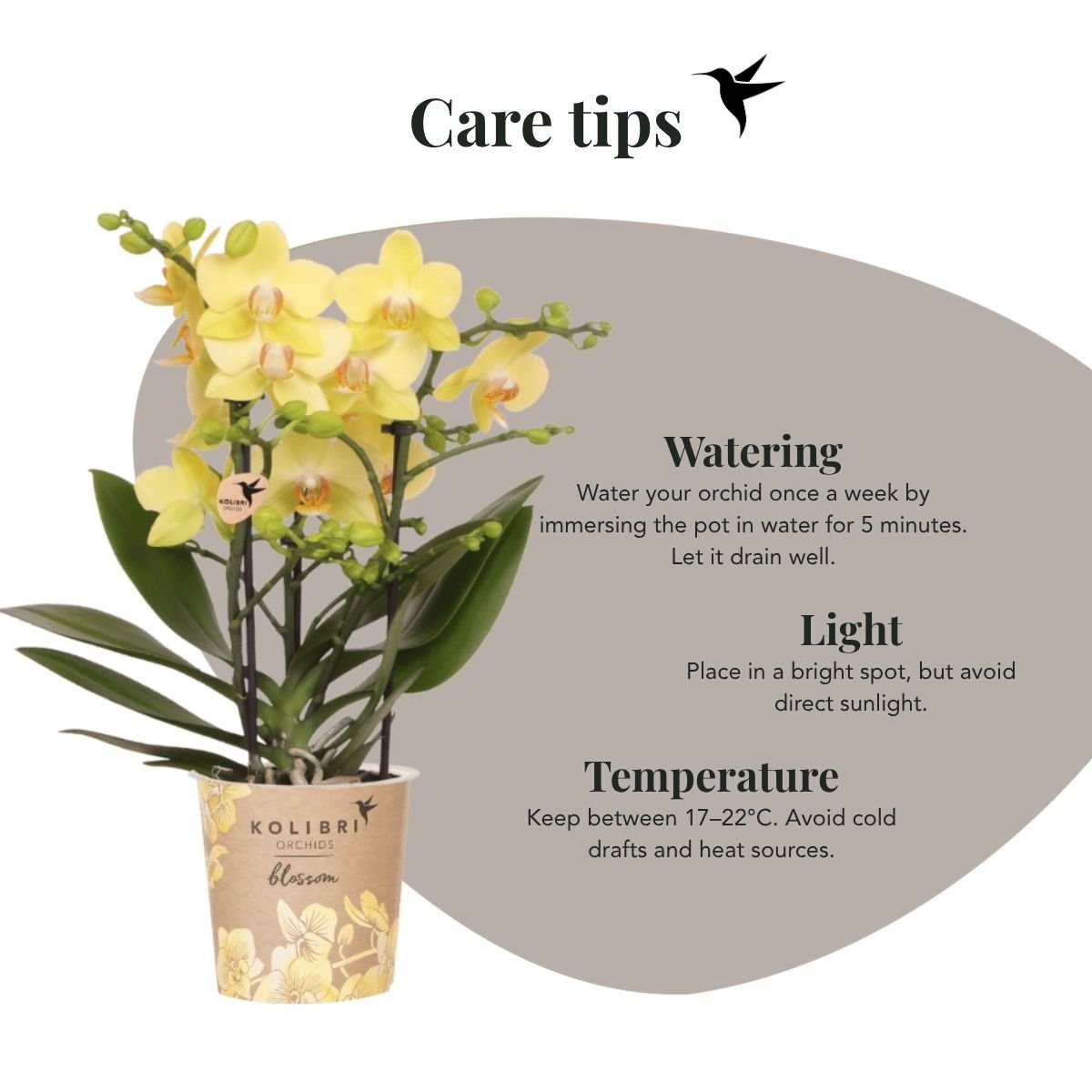 Kolibri Orchids | Kombi-Angebot - 4 Gelbe Phalaenopsis Orchideen Blossom Albenga - Ø9 cm