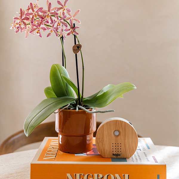 Kolibri Home | Timeless Übertopf - Oranje - Ø9 cm