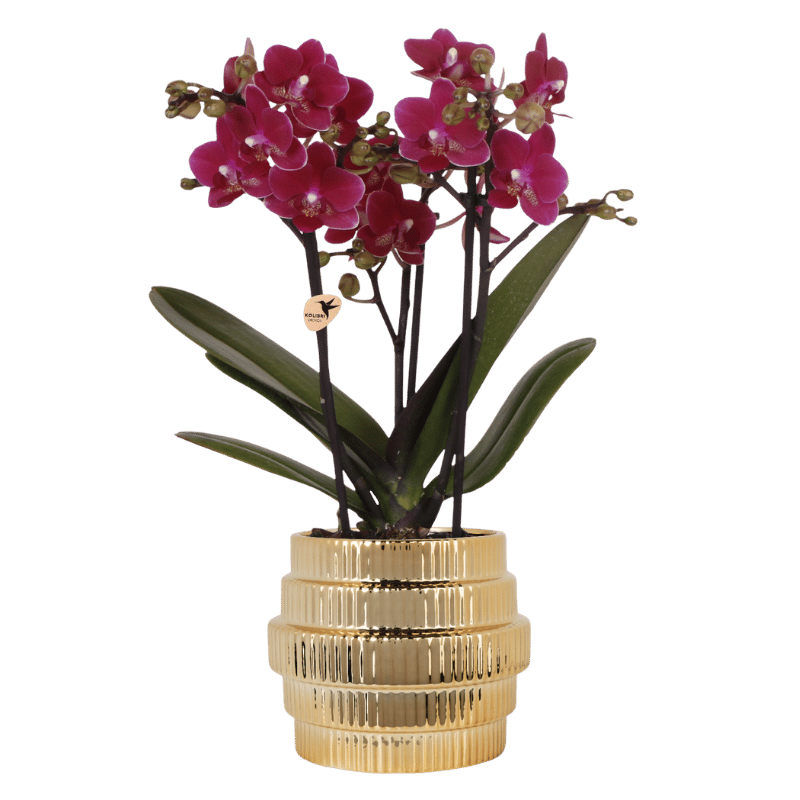 Kolibri Orchids | Violette Chamonix Orchidee + Allure Übertopf gold – Topfgröße Ø9cm | blühende Zimmerpflanze – frisch vom Züchter