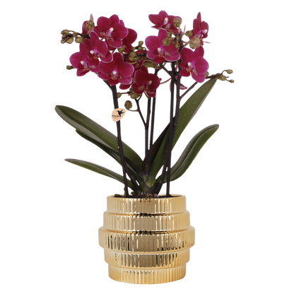 Kolibri Orchids | Violette Chamonix Orchidee + Allure Übertopf gold – Topfgröße Ø9cm | blühende Zimmerpflanze – frisch vom Züchter