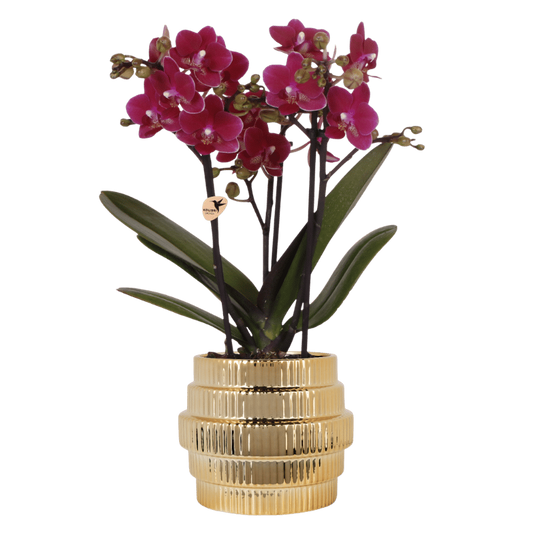 Kolibri Orchids | Violette Chamonix Orchidee + Allure Übertopf gold – Topfgröße Ø9cm | blühende Zimmerpflanze – frisch vom Züchter