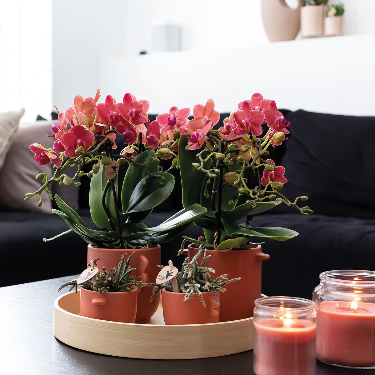 Kolibri Orchids | COMBI DEAL von 2 roten Phalaenopsis Orchideen - Kongo - Topfgröße Ø9cm blühende Zimmerpflanze - frisch vom Züchter