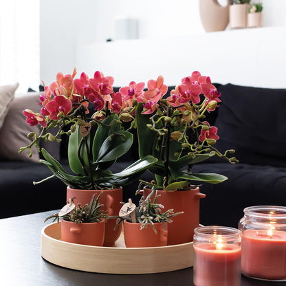 Kolibri Orchids | COMBI DEAL von 2 roten Phalaenopsis Orchideen - Kongo - Topfgröße Ø9cm blühende Zimmerpflanze - frisch vom Züchter