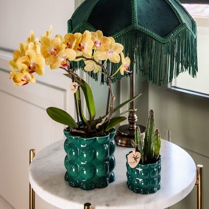 Tika (Phalaenopsis Lima)