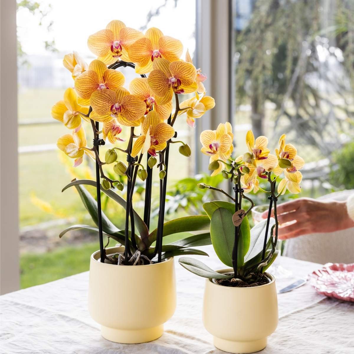 Kolibri Orchids | Kombi-Angebot - 4 Orange-Rosa Phalaenopsis Orchideen Niagara Fall Sunny Bunny - Ø12 cm