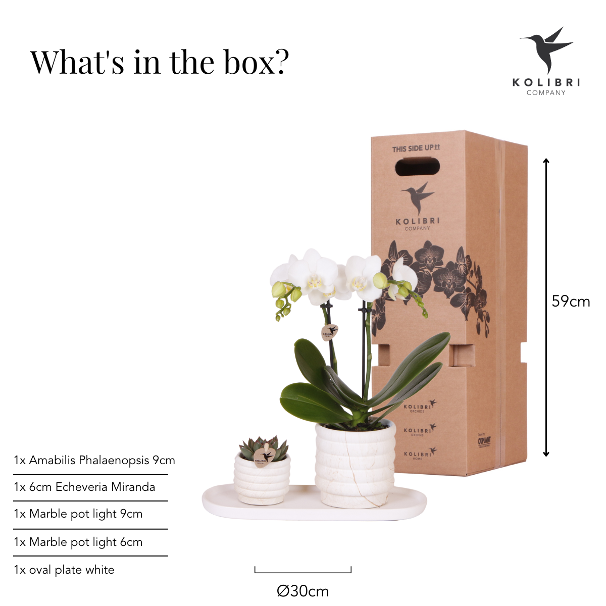 Pflanzenset Slow Living Small | Weiße Phalaenopsis Orchidee Lausanne und Sukkulente inkl. Keramik-Zierpflanztöpfe auf weißem organischen Tablett