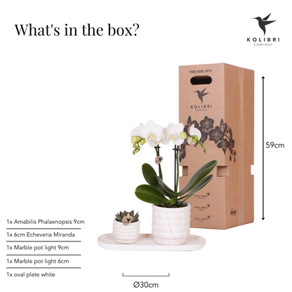 Pflanzenset Slow Living Small | Weiße Phalaenopsis Orchidee Lausanne und Sukkulente inkl. Keramik-Zierpflanztöpfe auf weißem organischen Tablett
